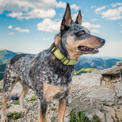 Padded Collar for AirTag